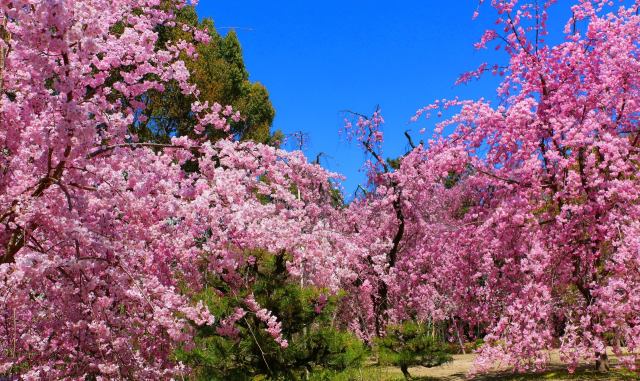 平安神宮桜