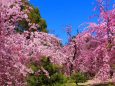 平安神宮桜