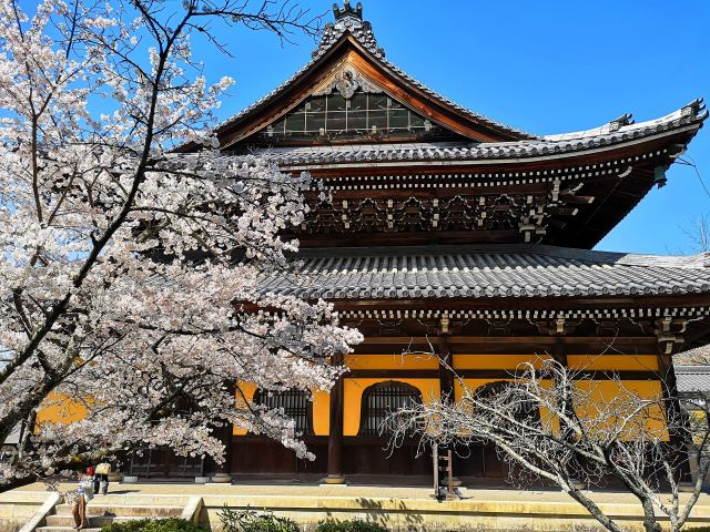 南禅寺桜