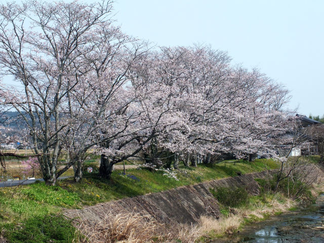 川沿いの桜