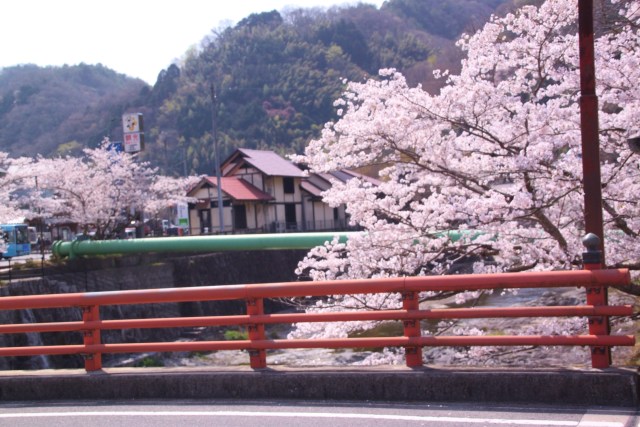 温泉地の満開の桜