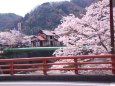 温泉地の満開の桜