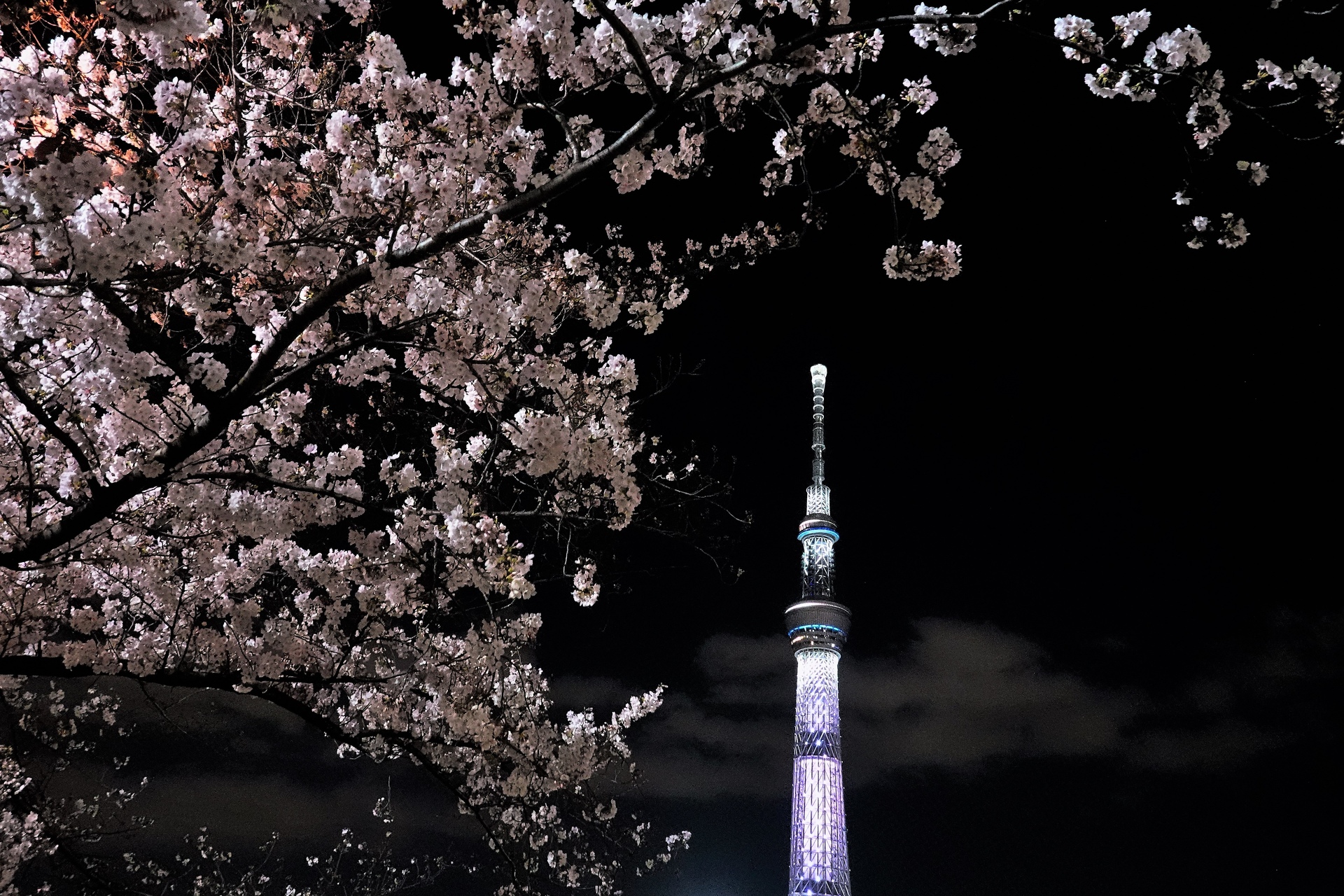 夜景 花火 イルミ スカイツリーと桜ライトアップ 壁紙19x1280 壁紙館