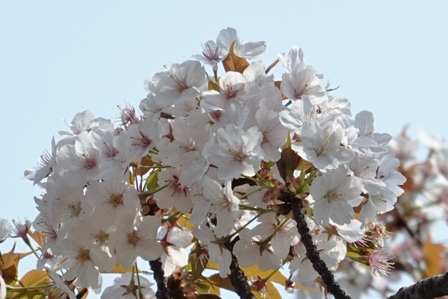 山のように咲く小汐山桜