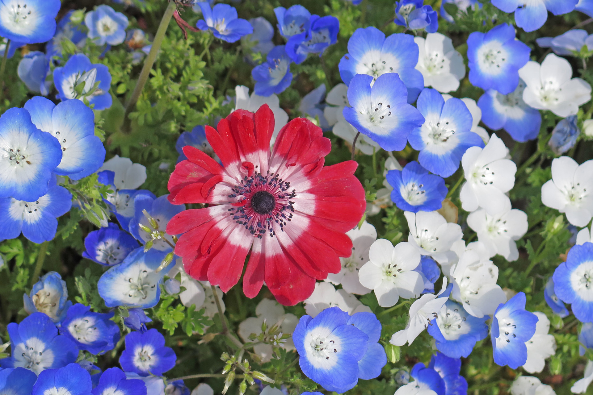 花 植物 ネモフィラ 壁紙19x1280 壁紙館