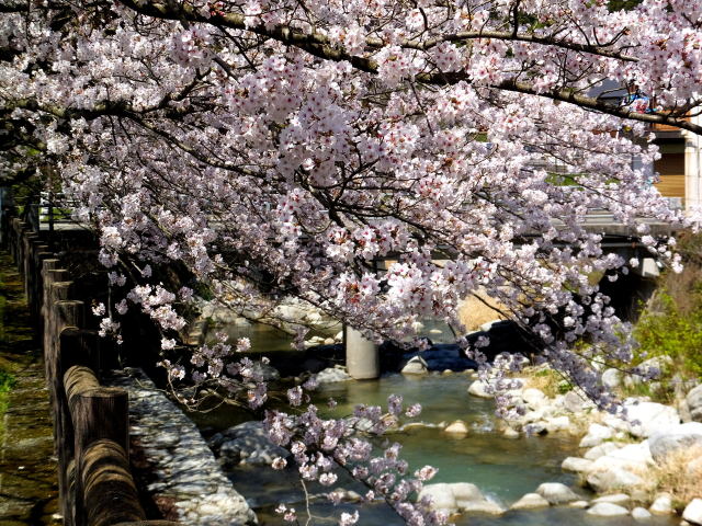 小川に咲いている桜