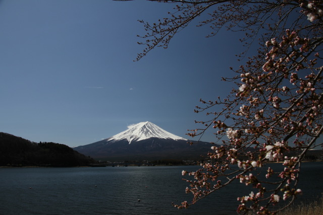 富士山に咲き始めた桜