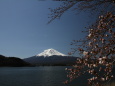 富士山に咲き始めた桜