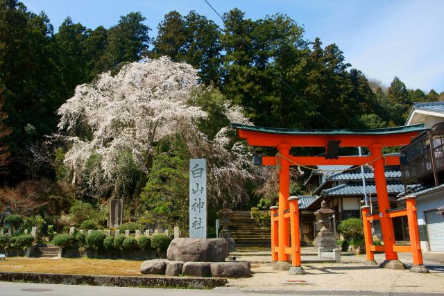 赤い鳥居としだれ桜