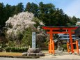 赤い鳥居としだれ桜