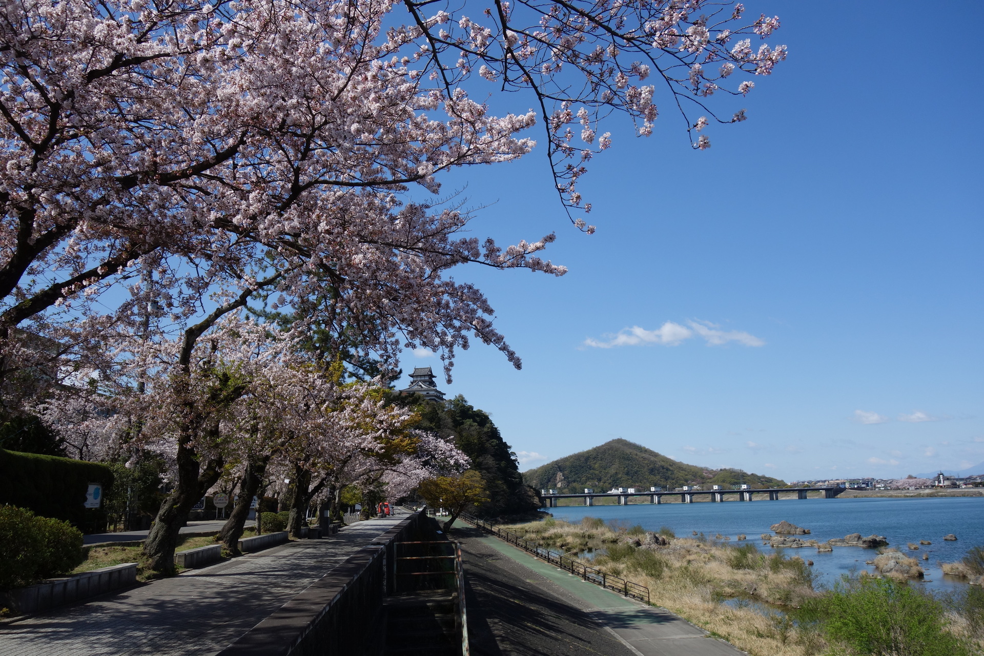 日本の風景 木曽川沿いの桜並木と犬山城 壁紙19x1280 壁紙館