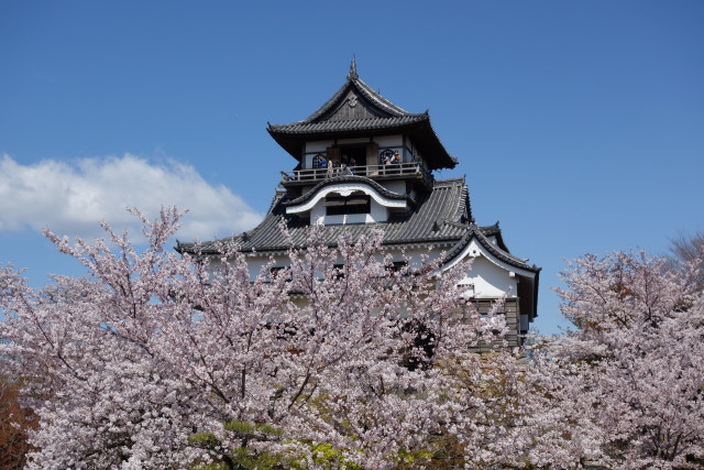 国宝・犬山城と満開の桜