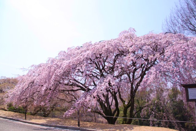 しだれ桜満開