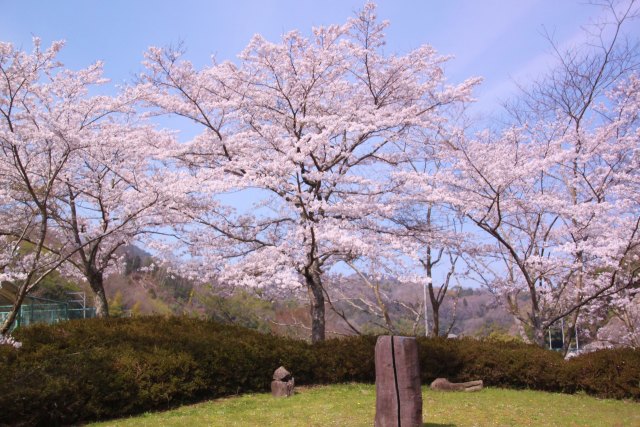 青い空と桜亜