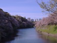 千鳥ヶ淵の朝