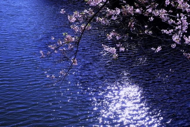 お堀の煌めきと桜