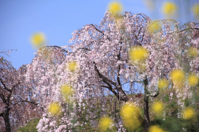 枝垂れ桜