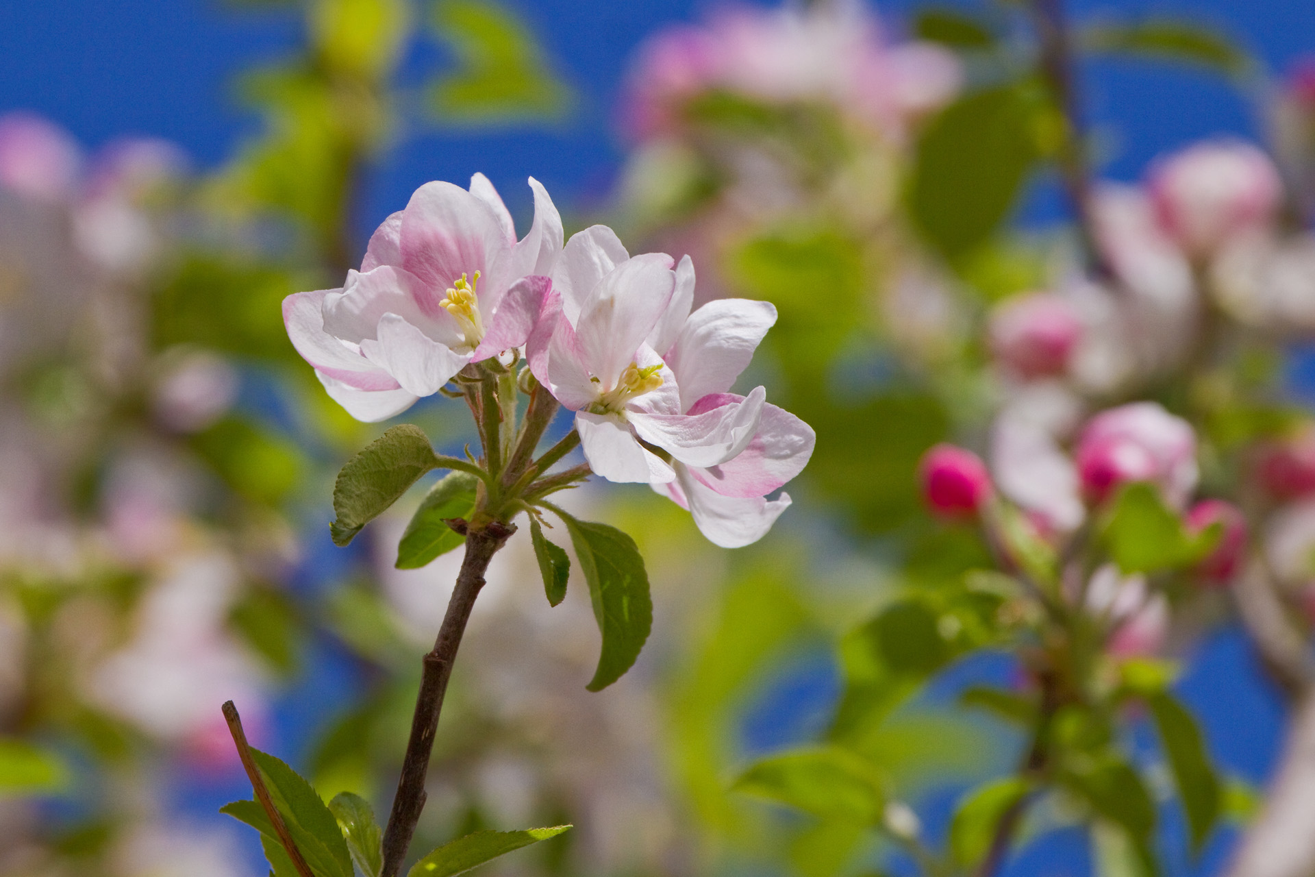 花 植物 りんごの花 壁紙19x1280 壁紙館