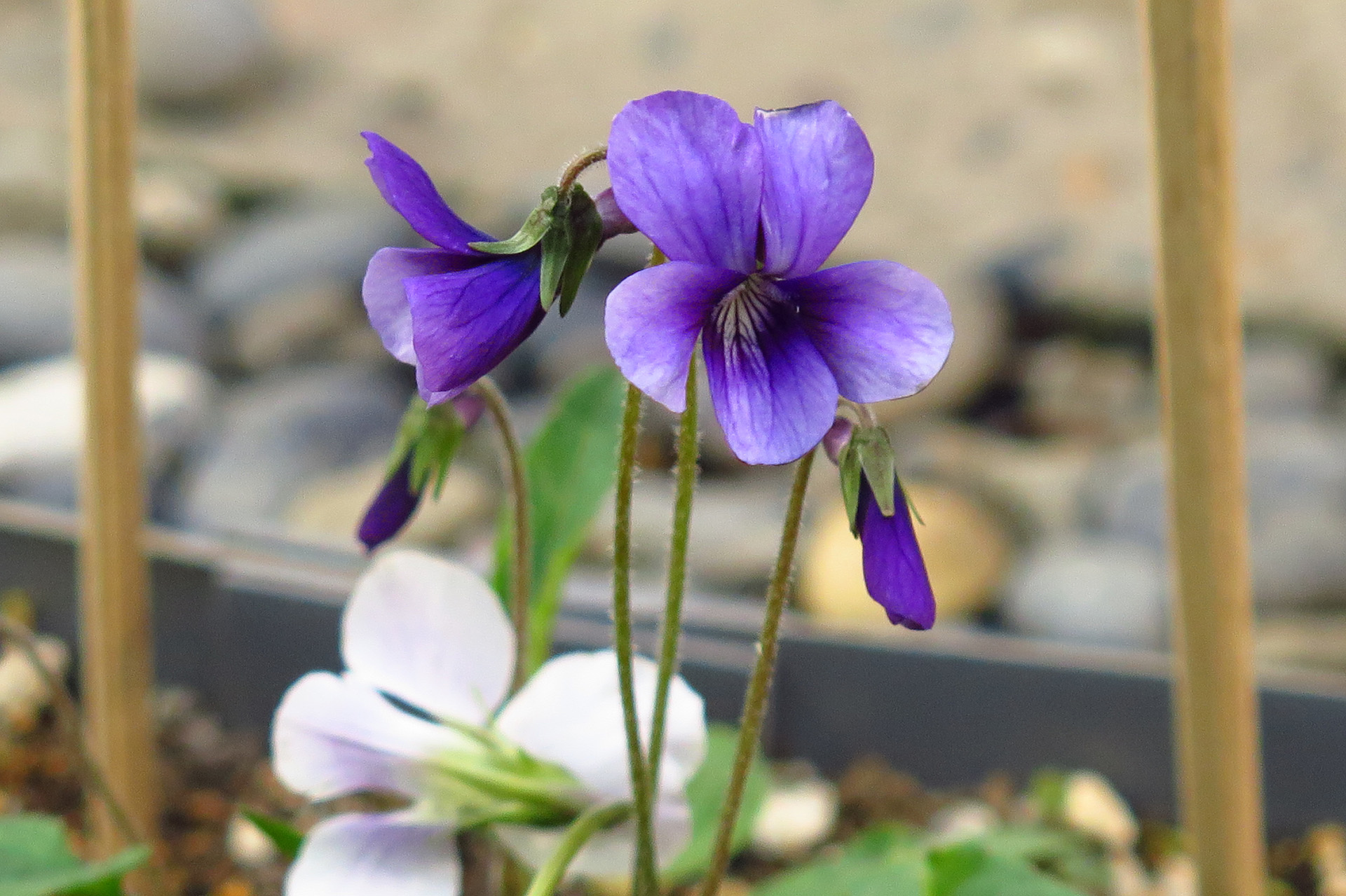 花 植物 庭のすみれ 壁紙19x1279 壁紙館