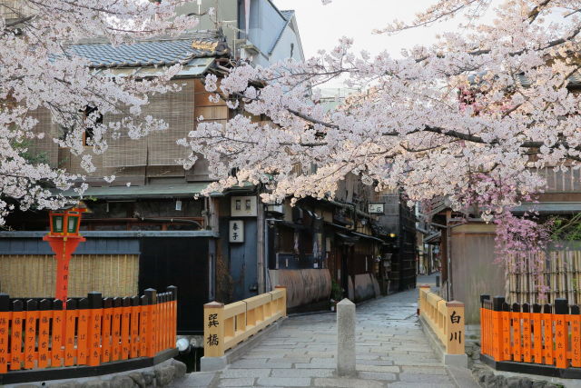 春の祇園白川