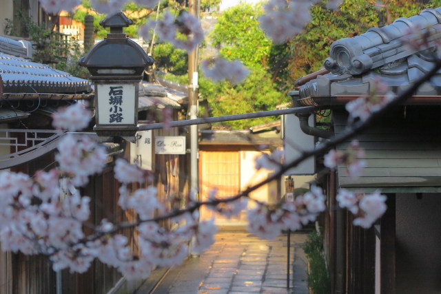 桜と石塀小路