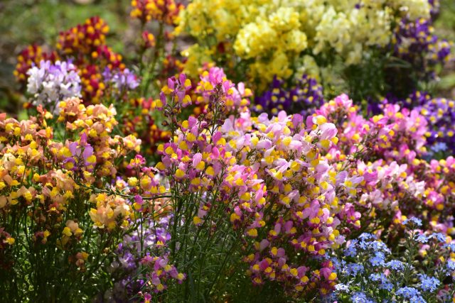 春の花壇