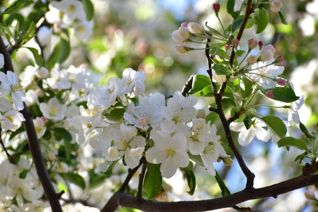 ヒメリンゴの花