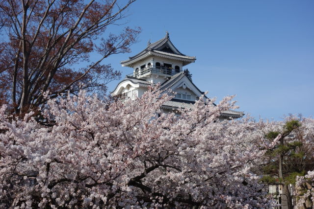 長浜城の桜②