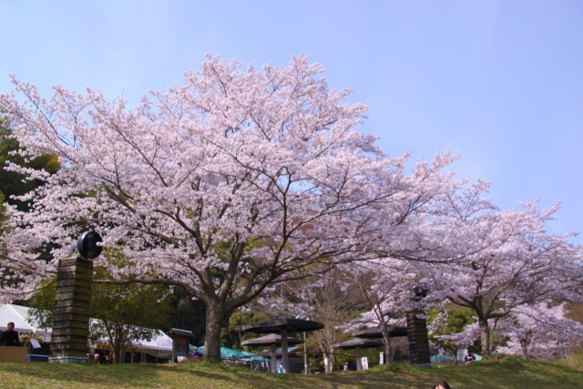 満開の桜