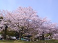 満開の桜