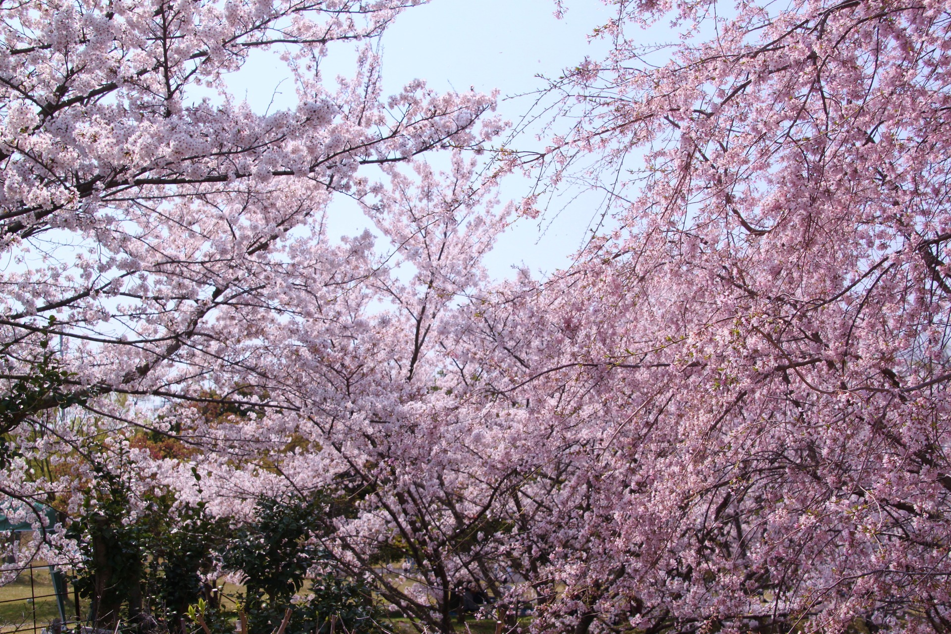 花 植物 満開のしだれ桜 壁紙19x1280 壁紙館