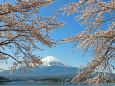 桜と富士山