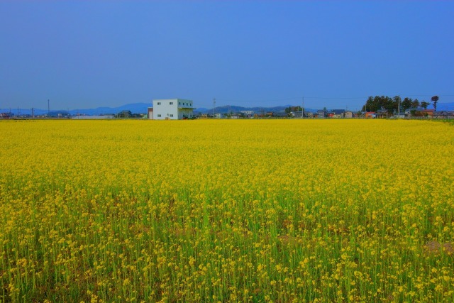 一面に広がる菜の花畑