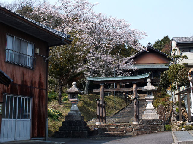 日吉神社の桜