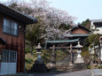 日吉神社の桜