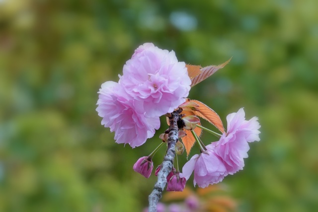 桜:関山 