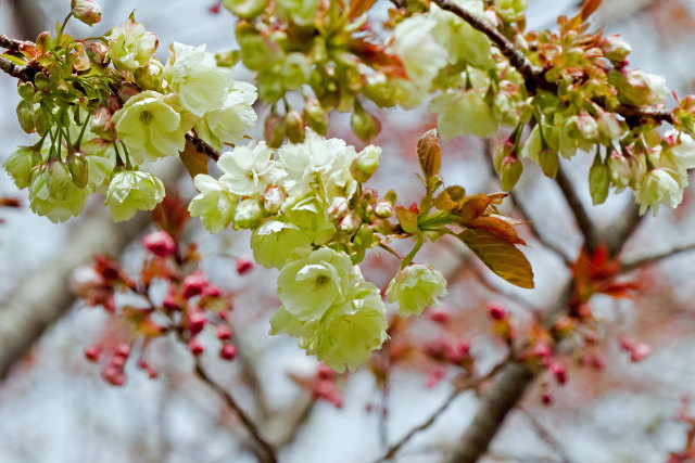 御衣黄桜