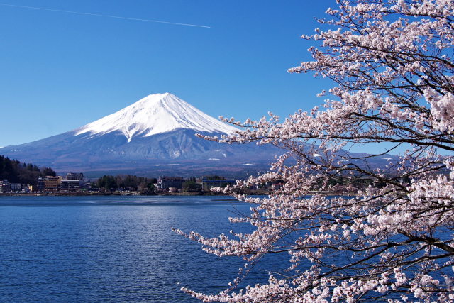 河口湖の春