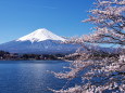 河口湖の春