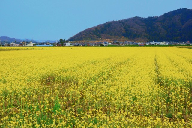 菜の花畑