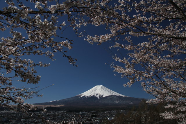 桜に富士山