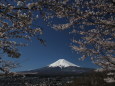 桜に富士山