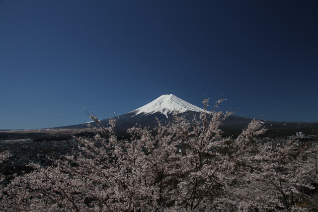 満開桜に富士山