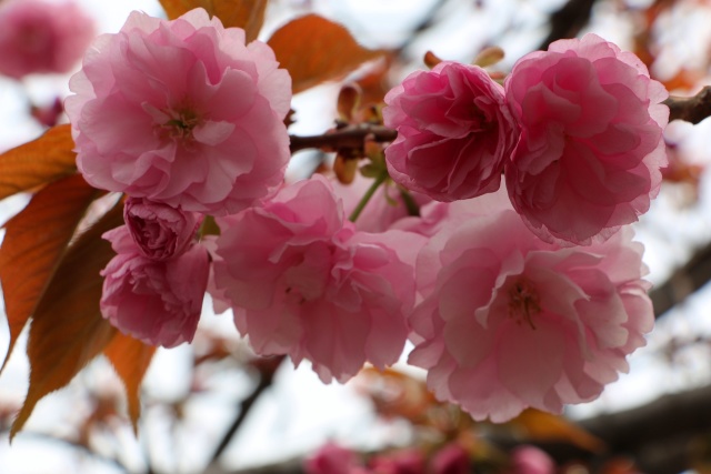 造幣局桜の通り抜け桜