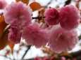 造幣局桜の通り抜け桜