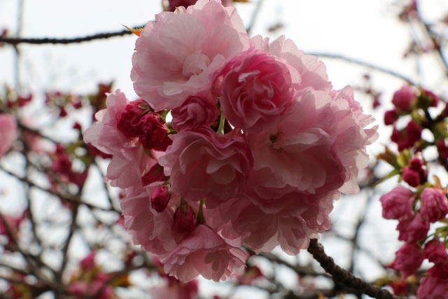 造幣局桜の通り抜け桜