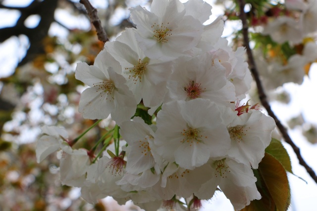 造幣局桜の通り抜け桜