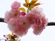 造幣局桜の通り抜け桜