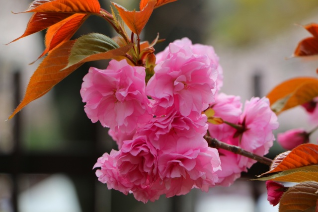 造幣局桜の通り抜け桜