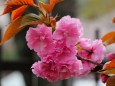 造幣局桜の通り抜け桜